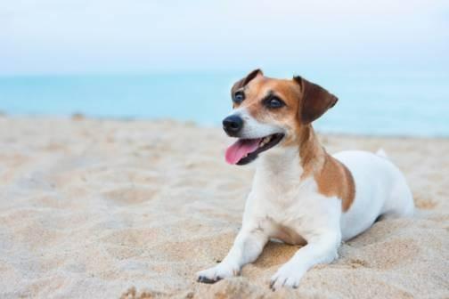 Pet Friendly Vacation Rentals Panama City Beach